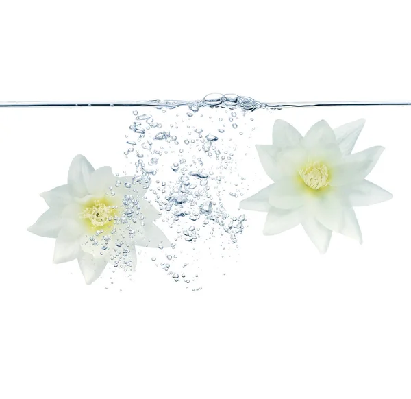 Twee Witte Bloemen Onder Water Met Bubbels — Stockfoto