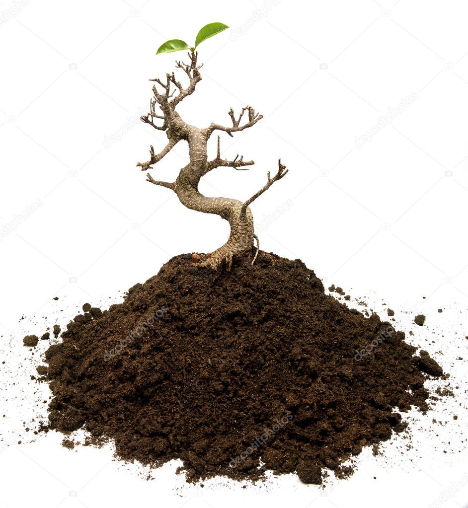 Bonsai tree planted on  a pile of ground with two leaves. Life surviving concept