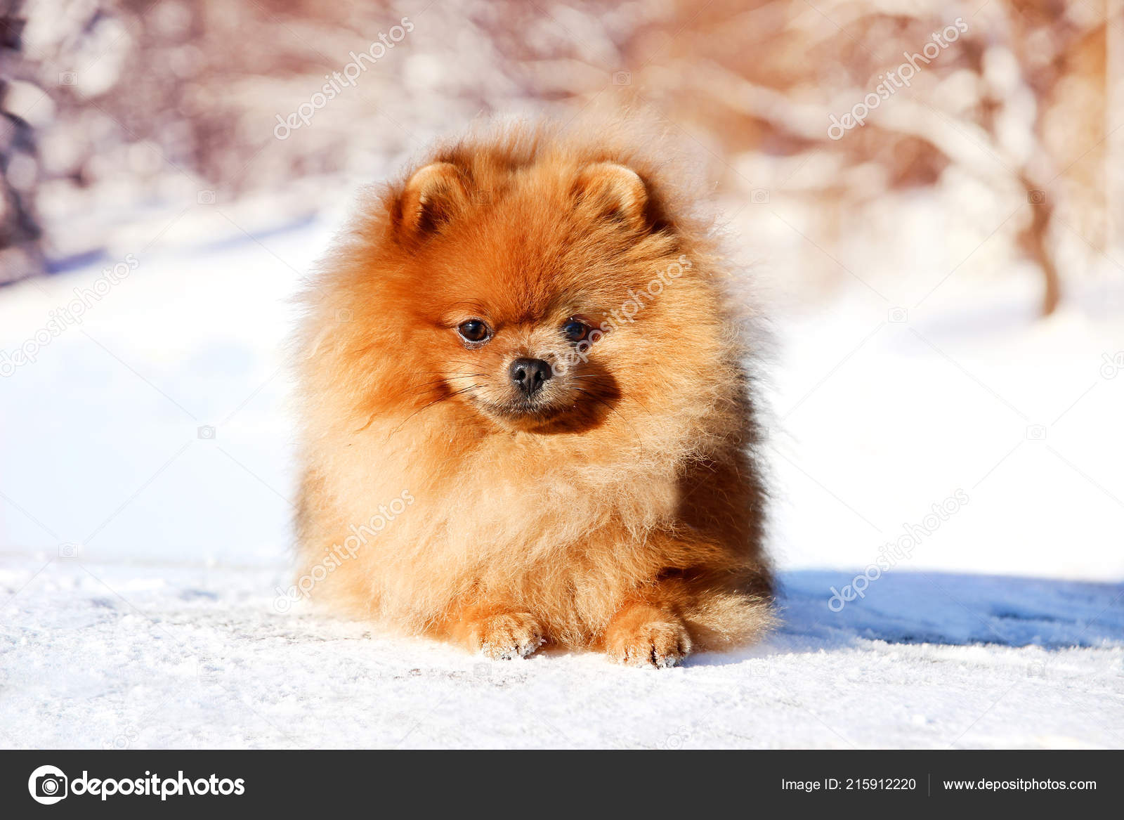 ginger pomeranian puppy