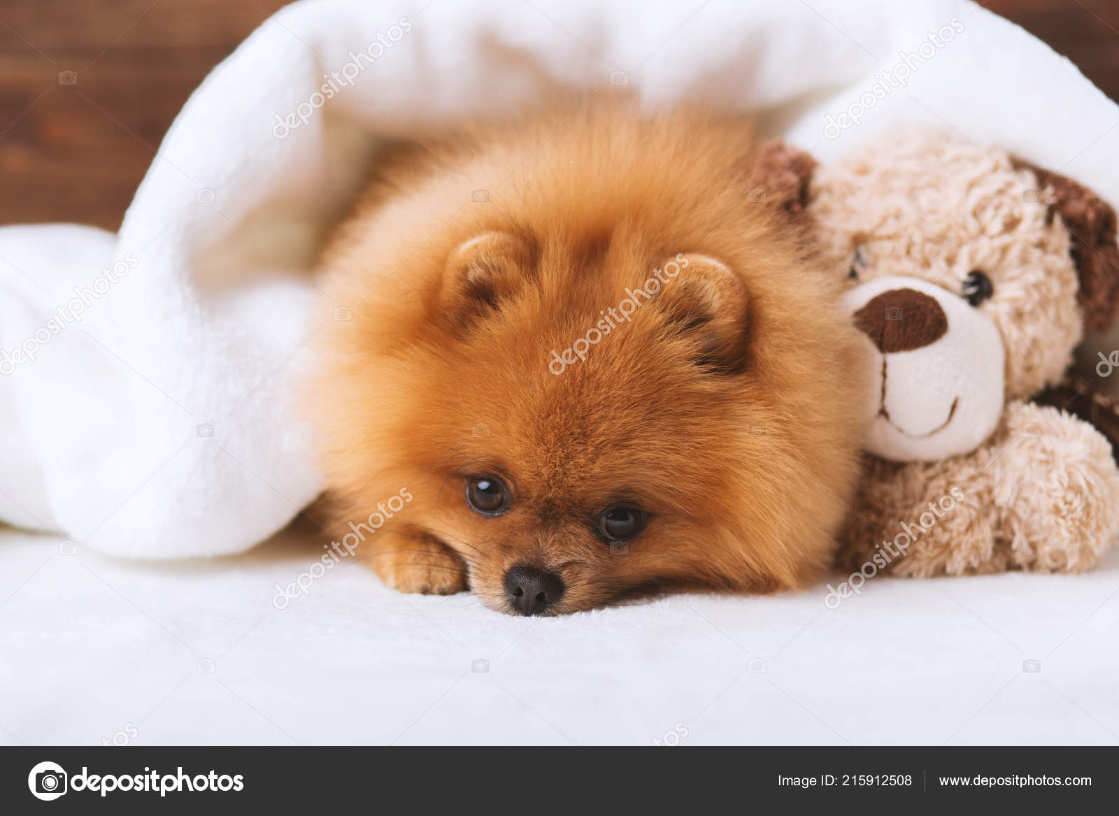 white teddy bear pomeranian