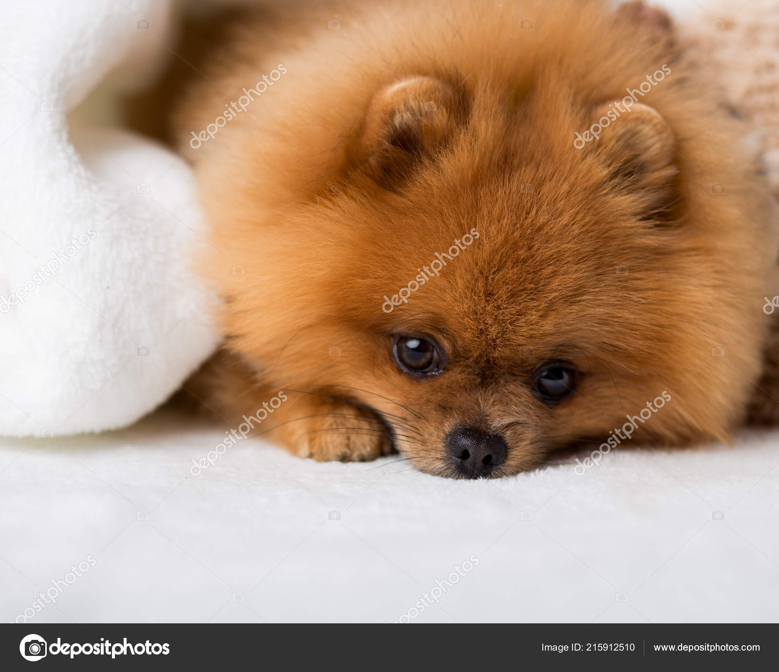 ginger pomeranian puppy