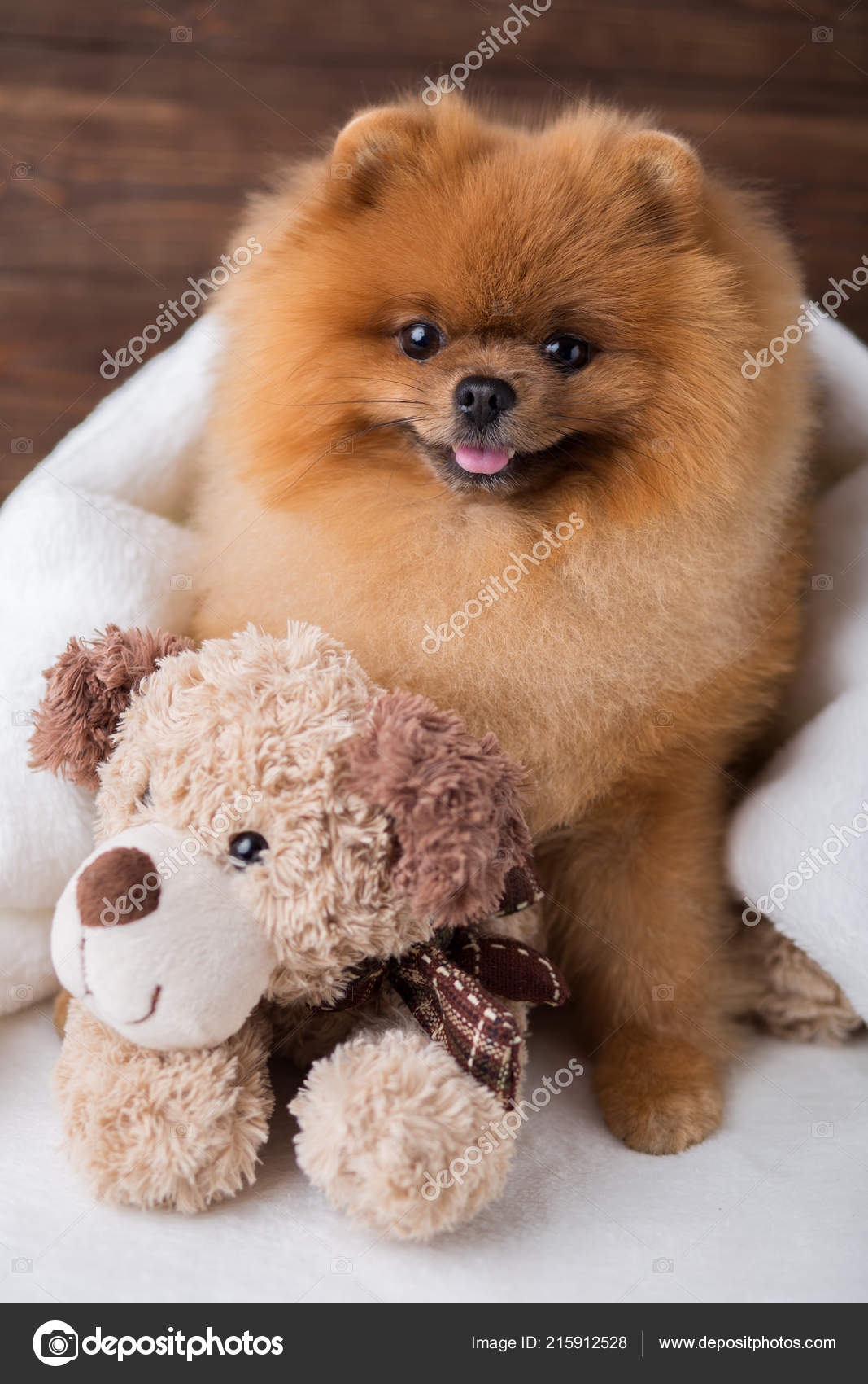 white teddy bear pomeranian