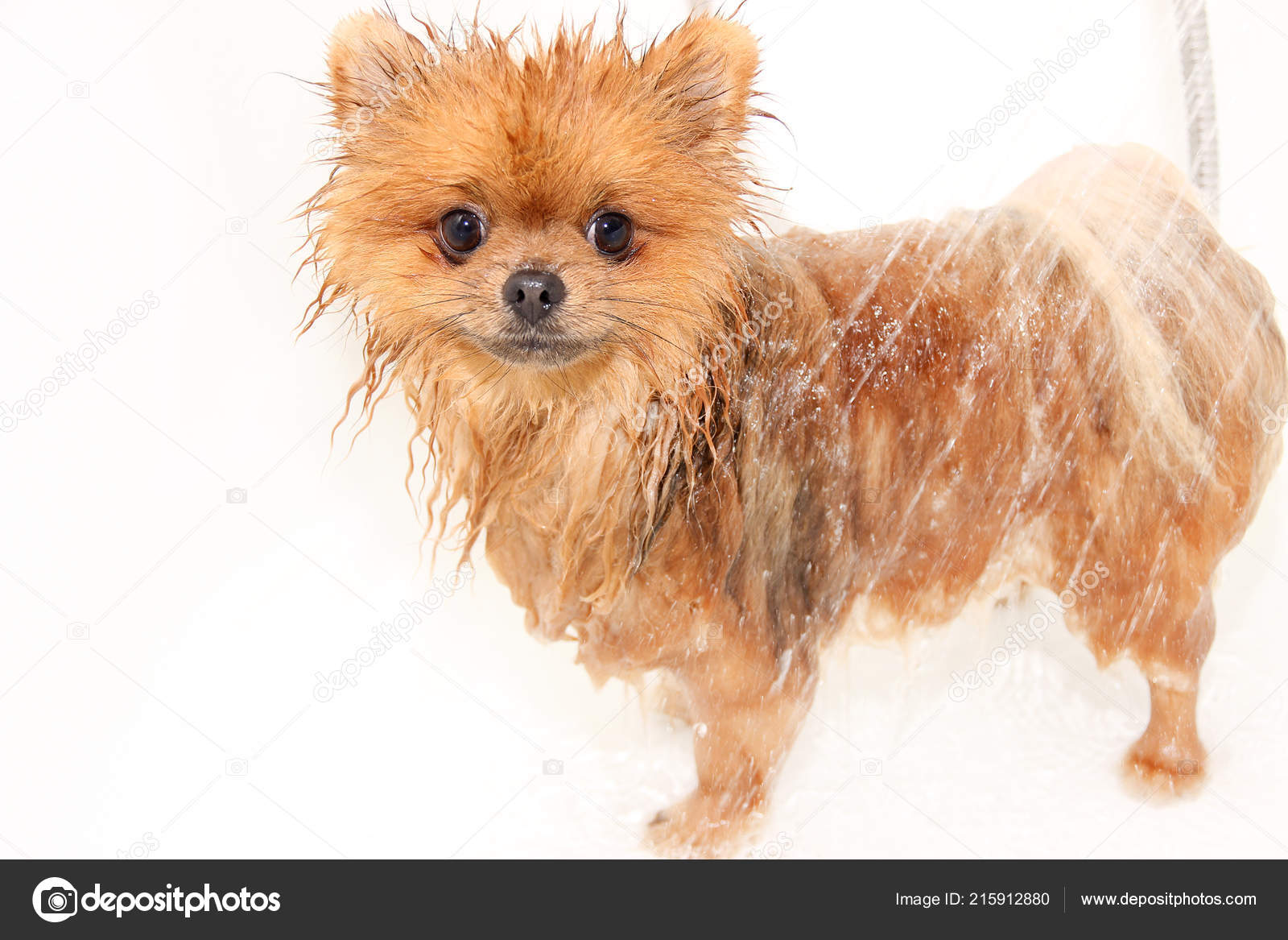 wet pomeranian