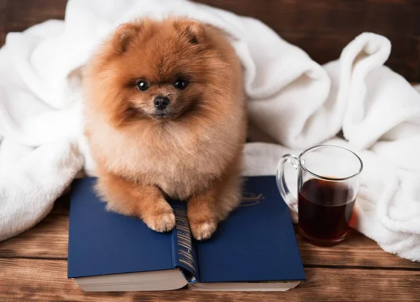 Fluffy ginger pom spitz covered with warm white blanket lying with book and cup of tea