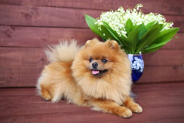 Fluffy Pomeranian spitz with bouquet of lily of valley on wooden background