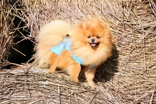Fluffy pomeranian spitz in blue costume standing on haystack in field
