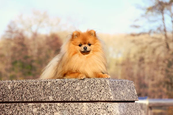 Pomeranian spitz on stone block in autumn park