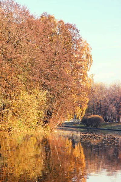 Scenic view of golden trees with reflection in pond in autumn park