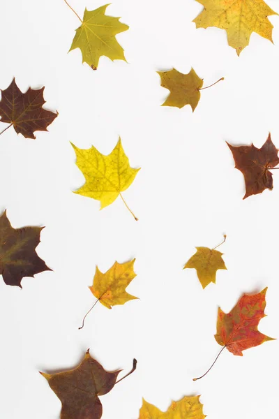 Pile of colorful maple leaves isolated on white background