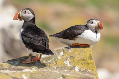Bir kayaya sırt sırta iki puffins