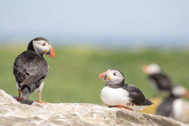 İki puffins birbirine bakarak bir kayanın üzerinde