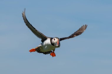 Bir ağız dolusu balık bir yaklaşımla yapma şişirme