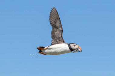 Bir şişirme bir bomba düşüyor