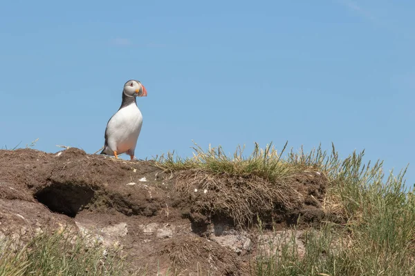 Atlantic Puffin Standing Its Burrow One Farne Islands — Stock Photo, Image