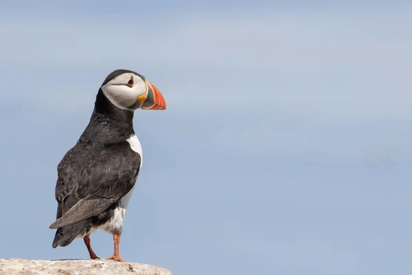 An atlantic puffin standing on the lookout — Stock Photo, Image