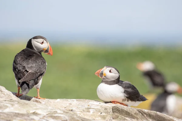 Two puffins on a rock looking at each other — Stock Photo, Image