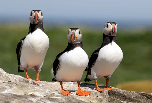 Drei Papageitaucher stehen auf einem Felsen — Stockfoto