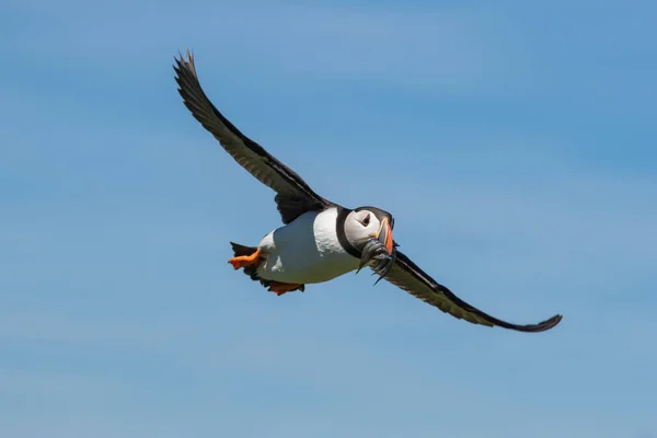 Gonflement faire une approche avec une bouche pleine de poissons — Photo