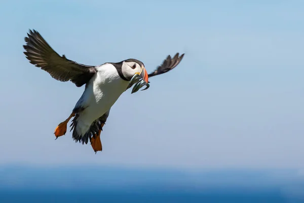 Schnaufende Landung mit einem Schluck Fisch — Stockfoto