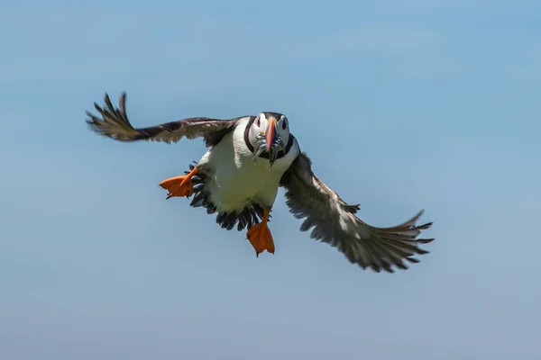 Puffing aterrizaje con una boca llena de peces — Foto de Stock