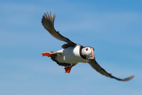 Puffing nähert sich mit einem Schluck Fisch — Stockfoto