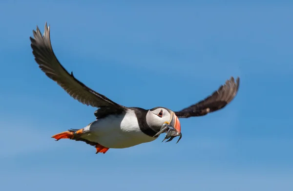 Macareux volant avec une bouchée de poisson — Photo