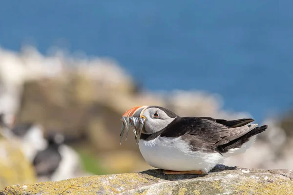 Gonflement en attendant que la côte soit dégagée — Photo