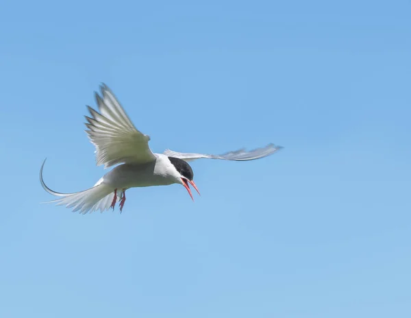 Arctic Tern en una hermosa pose en el cielo — Foto de Stock