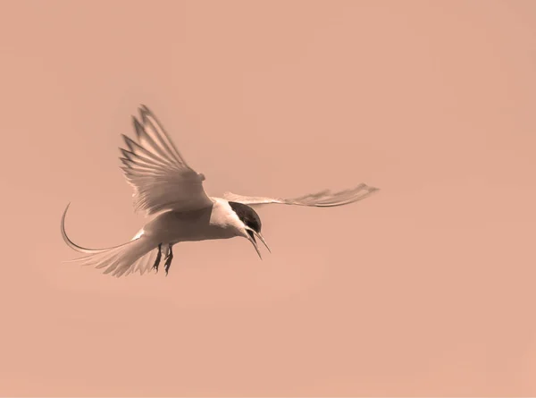 Artistic edit of an Arctic Tern hovering — Stock Photo, Image