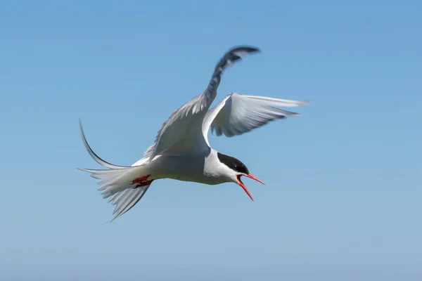 Arctic Tern defiende agresivamente su nido — Foto de Stock