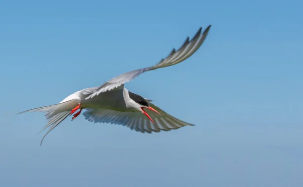 Arctic Tern defiende agresivamente su nido — Foto de Stock