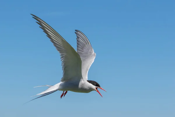 Arctic Tern defiende agresivamente su nido — Foto de Stock