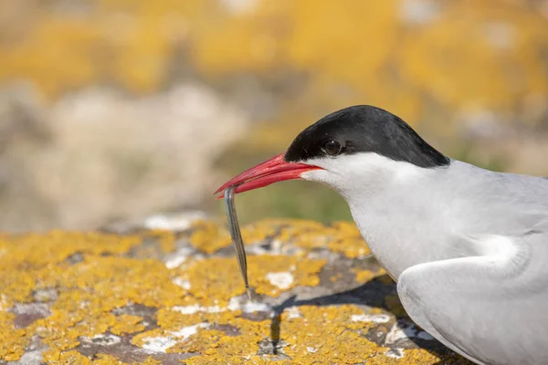 Arctic tern with a sand eel — Stock Photo, Image