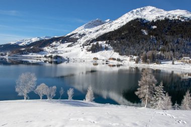 Frozen trees on Lake Davos, Switzerland clipart