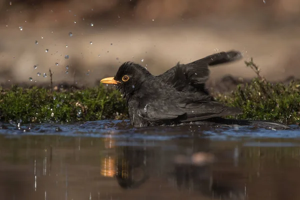 Um melro comum está tomando um banho espirrando em uma lagoa — Fotografia de Stock