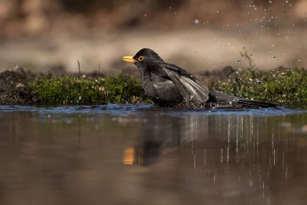 Homem melro tomando um banho em uma lagoa — Fotografia de Stock