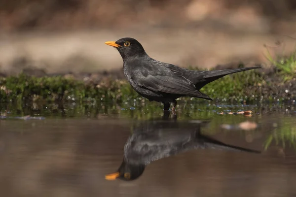 Masculino blackbird chegando pronto para um banho — Fotografia de Stock