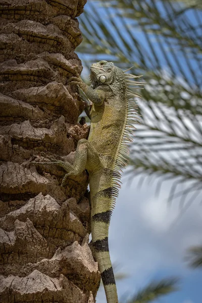 Een groene leguaan klimmen een palmboom — Stockfoto