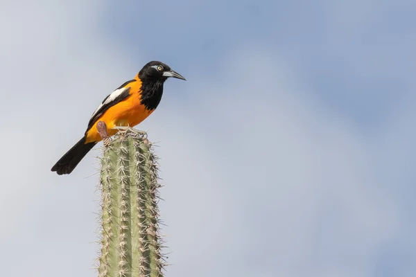Uccello troupial venezuelano sopra un cactus Kadushi — Foto Stock