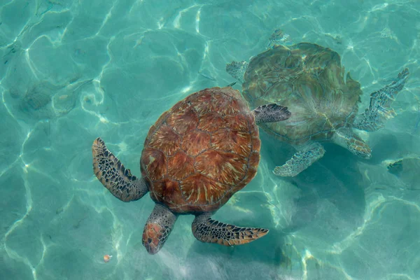 Deux tortues de mer vertes nageant dans la mer — Photo