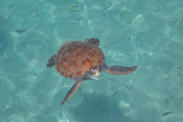 Yeşil deniz kaplumbağası hava bir nefes alıyor — Stok fotoğraf