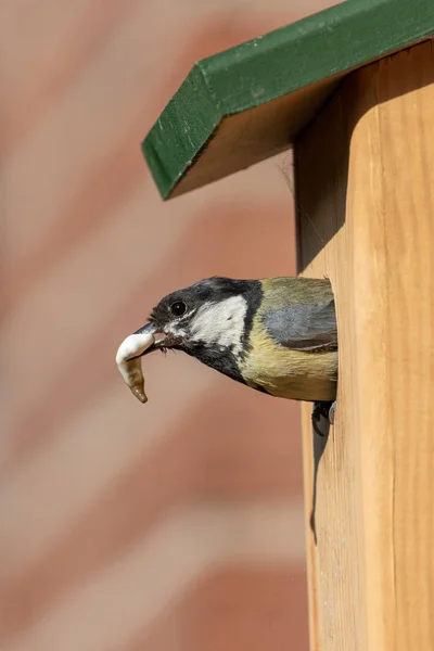 Grande tit con un slug a suo birdhouse — Foto Stock