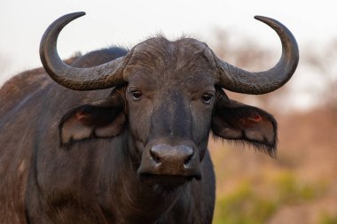 Zimanga özel oyun koruyucusunda bir Afrika bufalosunun portresi