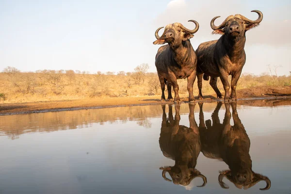 Dos búfalos africanos posando en un pozo de agua — Foto de Stock