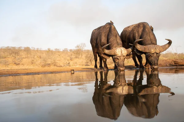 Dois búfalos africanos bebendo de um poço — Fotografia de Stock