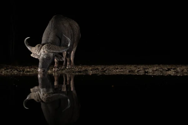 Afrikansk bufflo dricker från ett vattenhål på natten — Stockfoto