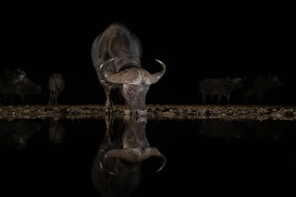 Bufflo africano bebiendo de un pozo de agua por la noche — Foto de Stock