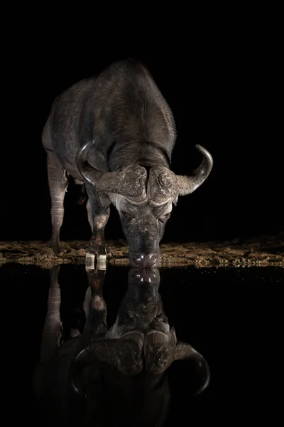 Africano bufflo beber de um buraco de água à noite — Fotografia de Stock