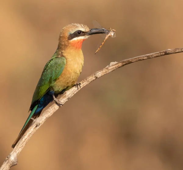 Mangiatore di api dalla fronte bianca con una libellula nel becco — Foto Stock