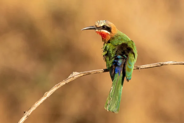 Bianco-fronted apicoltore pulizia su un ramo — Foto Stock